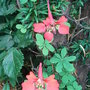 Tropaeolum speciosum