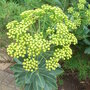Bupleurum fruticosum - close-up (Bupleurum fruticosum)