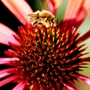 Bee_on_sunset_echinacea_2