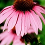A garden flower photo (Echinacea purpurea 'Magnus')