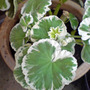 Dsc00077_edited