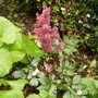 Astilbe [False Goatsbeard] Shenstone 07.08 (Astilbe arendsii (?))