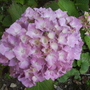 Hydrangea at Shenstone 07.08 (Hydrangea macrophylla)