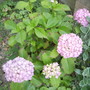 Hydrangea at Shenstone 07.08 (Hydrangea macrophylla)