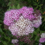 Spiraea Japonica 'Shirobana' Close Up 07.08 (Spiraea japonica (Japanese Spiraea))