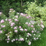 Spiraea Japonica 'Shirobana' in flower 07.08 (Spiraea japonica (Japanese Spiraea))