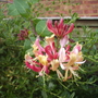 Honeysuckle {Lonicera] Close Up 07.08 (Lonicera)