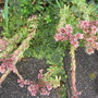 hens and chickens (Sempervivum tectorum (Common Houseleek))