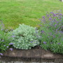 silver mound and lavender (lavandula)