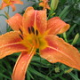 orange daylilies (hemerocallis)