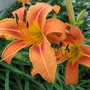 orange daylilies (hemerocallis)