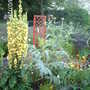 Big Plants for a Little Garden (Verbascum olympicum (Greek Mullein))