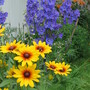 garden by back fence