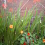 Is it the border or the camera that is lacking? (Crocosmia)
