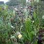 Briza maxima