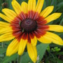 Rudbeckia fulgida (Black-eyed Susan)