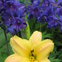 daylily and delphinium (hemerocallis)