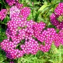 Yarrow