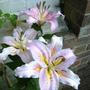 26_jul_08_023