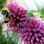 26_jul_08_003