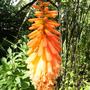 Kniphofia