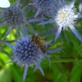 The Bee's Knees