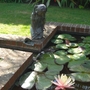 Water Lilly and statue Apple Court garden