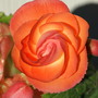 Begonia