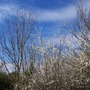 Thorn blossom