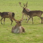 phoenix park Dublin 
