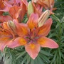 Lilium lancifolium
