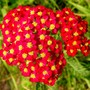 Paprika Yarrow