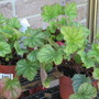Harvest Silver Coral Bells - Heuchera