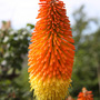 Kniphofia uvaria (Red Hot Poker) close-up (Kniphofia uvaria (Red Hot Poker))