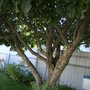 Crabapple Tree