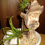 Air plants