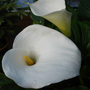 Arum lily July
