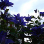 Clematis July