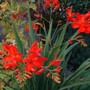 Crocosmia Emberglow July