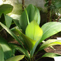 Daun Payung - Eden Project
