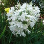 Agapanthus campanulatus