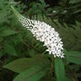 Lysimachia clethroides (Lysimachia clethroides)