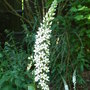 Lysimachia barystachys (Lysimachia barystachys)