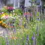 The_patch_967