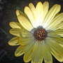 Osteospermum jucundum