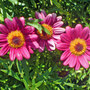 hot pink marguerite (argyranthemum)