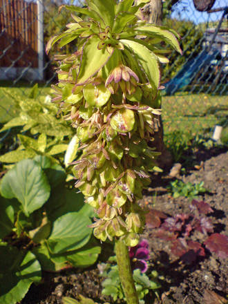pineapple lily (Eucomis bicolor (Pineapple lily))