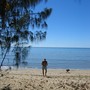 Casuarina equisetifolia