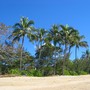 The verge of the beach. (Cocos nucifera)