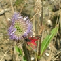 Moth and Thistle